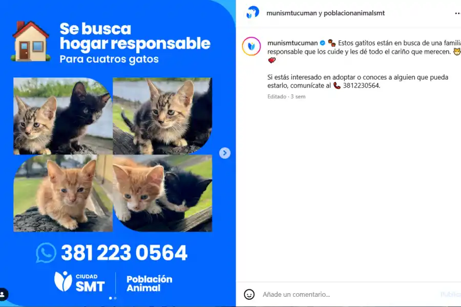 La Dirección de Población Animal también tiene un programa de adopciones.