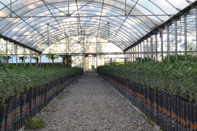 Plantas cítricas deben dar negativo para enfermedades del grupo psorosis