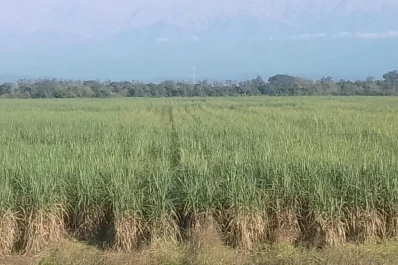 Zafra 2025: un relevamiento del INTA da cuenta de un avance sostenido en el recambio varietal