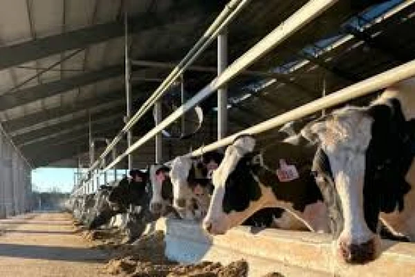 La Nación asignó casi $ 20.000 millones para créditos lácteos