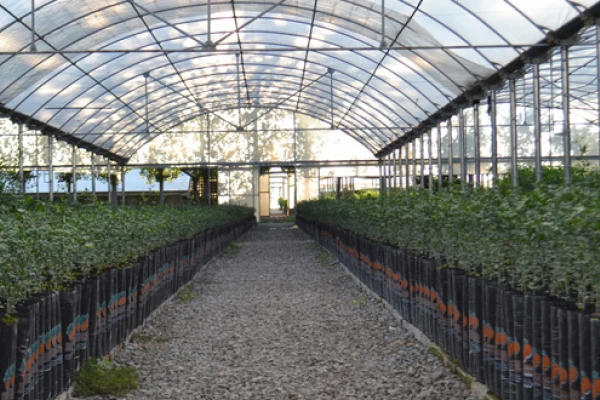 Plantas cítricas deben dar negativo para enfermedades del grupo psorosis