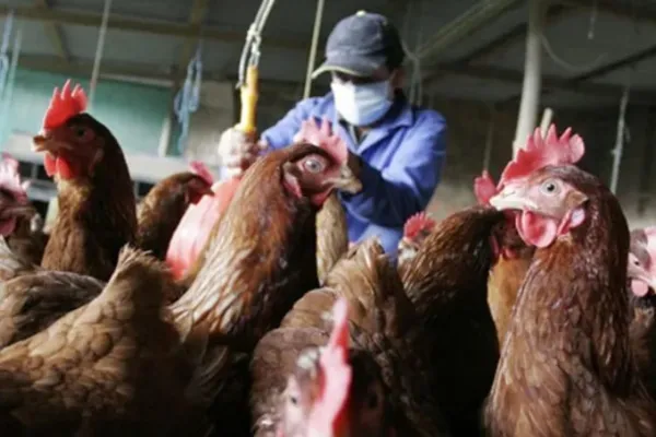 Argentina suspende importaciones avícolas desde Brasil tras confirmarse un brote de gripe aviar