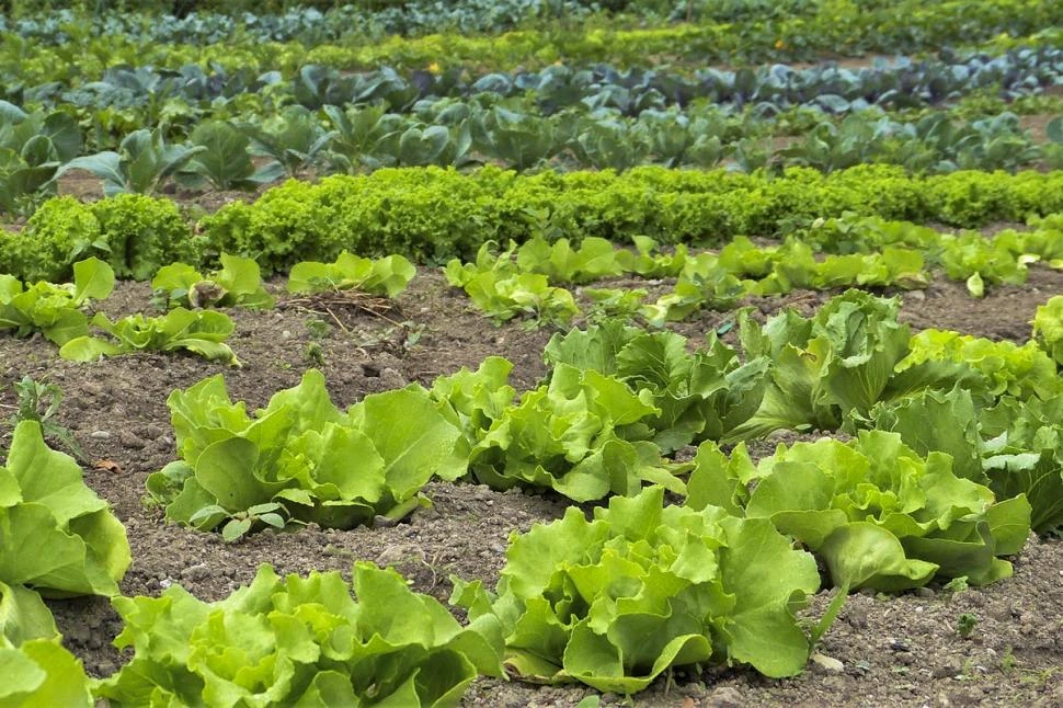 El Senasa actualizó normativa vinculada a hortalizas frescas