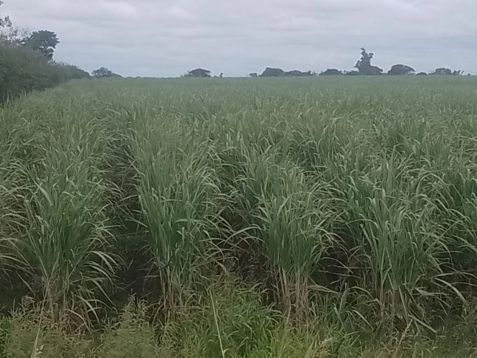 IN SITU. Los asistentes podrán recorrer parcelas plantadas con TUC 08-10.