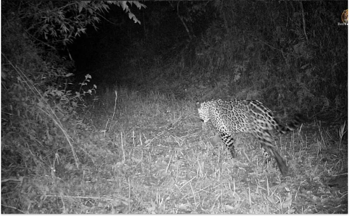 Descubrieron un nuevo yaguareté en una reserva y abrieron una votación para nombrarlo