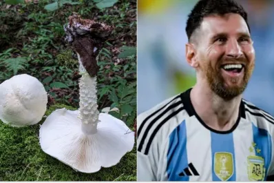Científicos descubrieron una especie de hongo en Salta y lo llamaron Lionel Messi