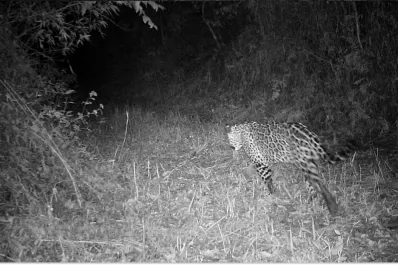 Descubrieron un nuevo yaguareté en una reserva y abrieron una votación para nombrarlo