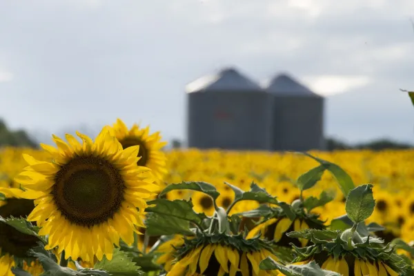 Cosecha récord de girasol en el país: creció un 28,2% respecto de la campaña anterior