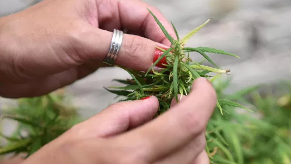 LAS MANOS DE MI MADRE... Cientas de familias cultivan cannabis para el uso medicinal de sus hijos con padecimientos de salud.