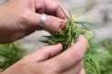 El Gobierno flexibilizó los requisitos para acceder al cannabis medicinal mediante Reprocann
