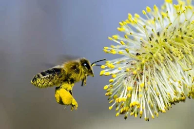 Las abejas, y su lazo vital con el hombre