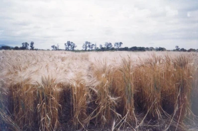 Trigo: para obtener margen positivo, el rinde en tierra propia debe rondar los 1.000 Kg/ha