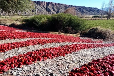Récord de certificaciones: Argentina avanza en el reconocimiento de sus agroalimentos