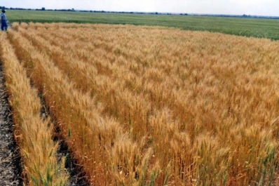 La Eeaoc difundió un análisis económico del trigo en Tucumán para el período 2015-2024