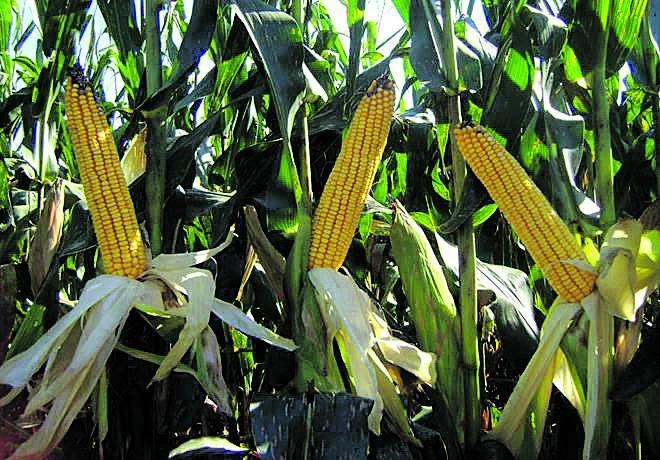 Informe de la Eeaoc sobre el estado de los granos en Tucumán