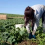 Régimen jubilatorio especial: trabajadores rurales