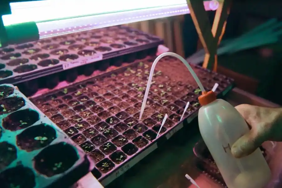 CON EXTREMO CUIDADO. Cada brote debe ser atendido y analizado.