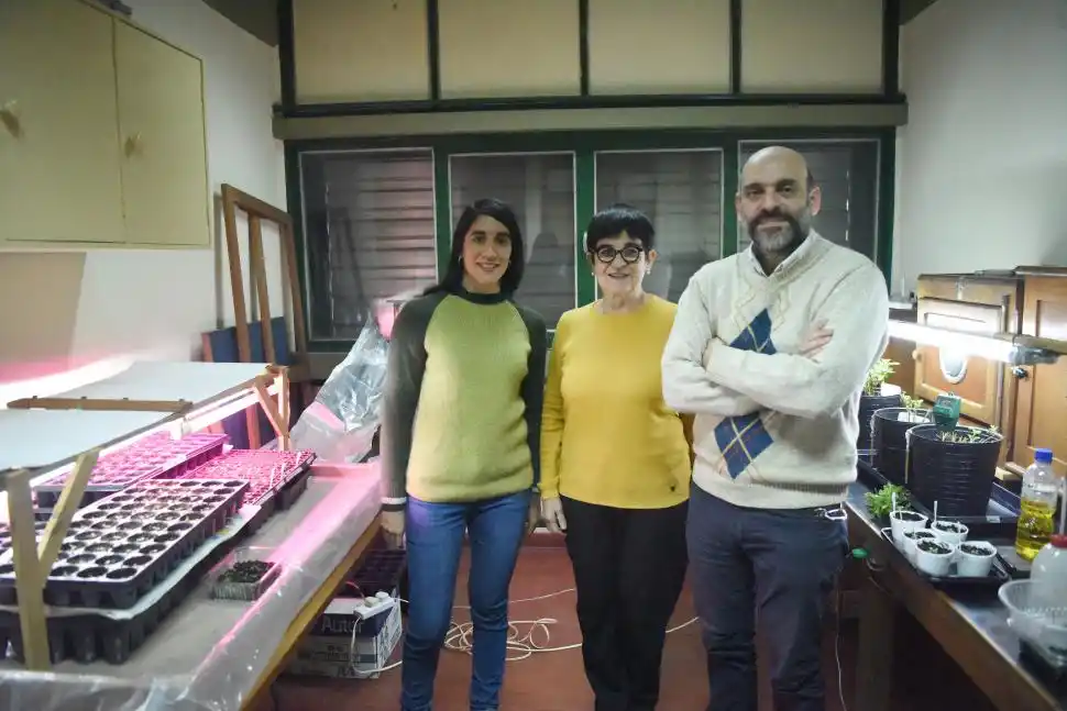 Del laboratorio al productor: así trabajan para obtener una stevia tucumana de alta calidad