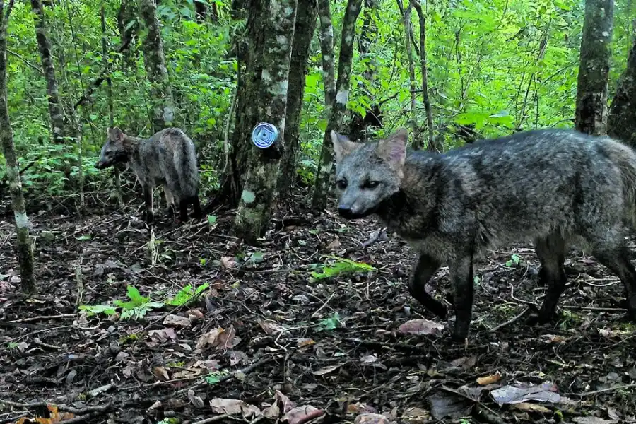 ZORROS DE MONTE. Pareja captada el 6 de julio de 2024.