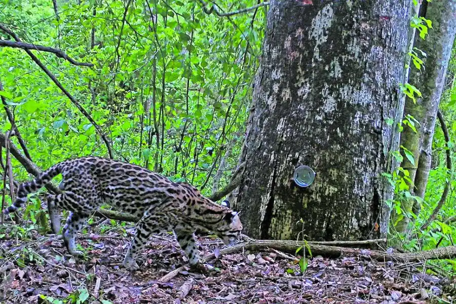 OCELOTE. El felino fue fotografiado el pasado 9 de mayo.