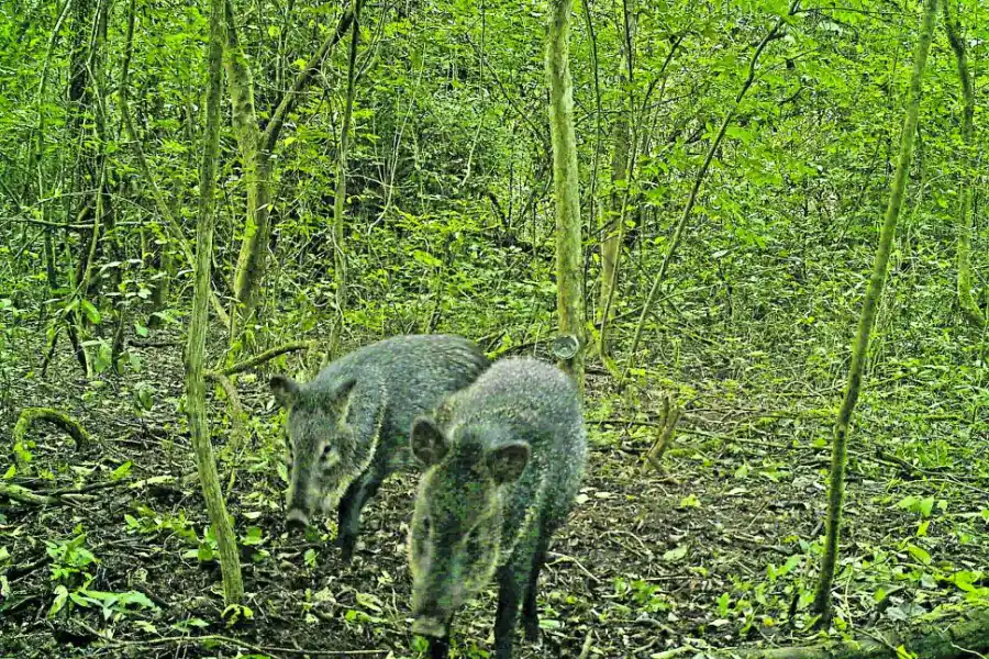 PECARÍES DE COLLAR. Imagen captada el 6 de julio de 2024.