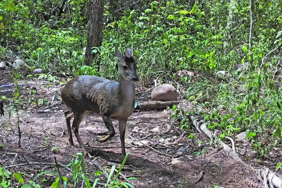 CORZUELA PARDA. Foto del 9 de mayo pasado.