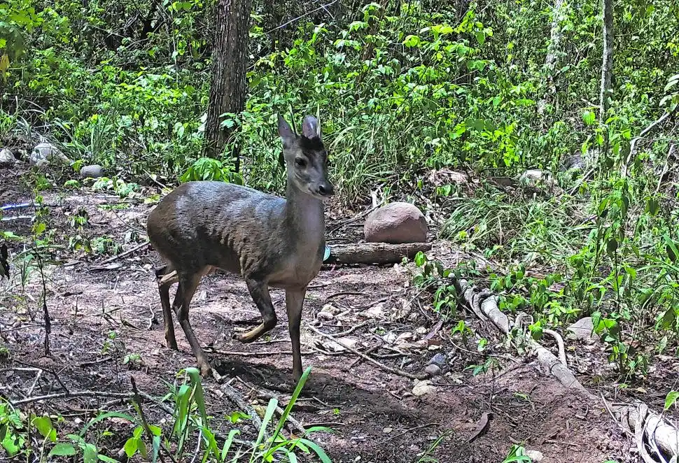 CORZUELA PARDA. Foto del 9 de mayo pasado.