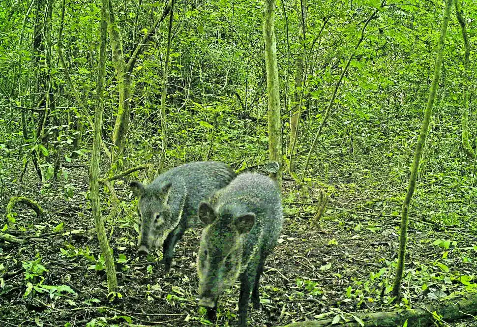 PECARÍES DE COLLAR. Imagen captada el 6 de julio de 2024.
