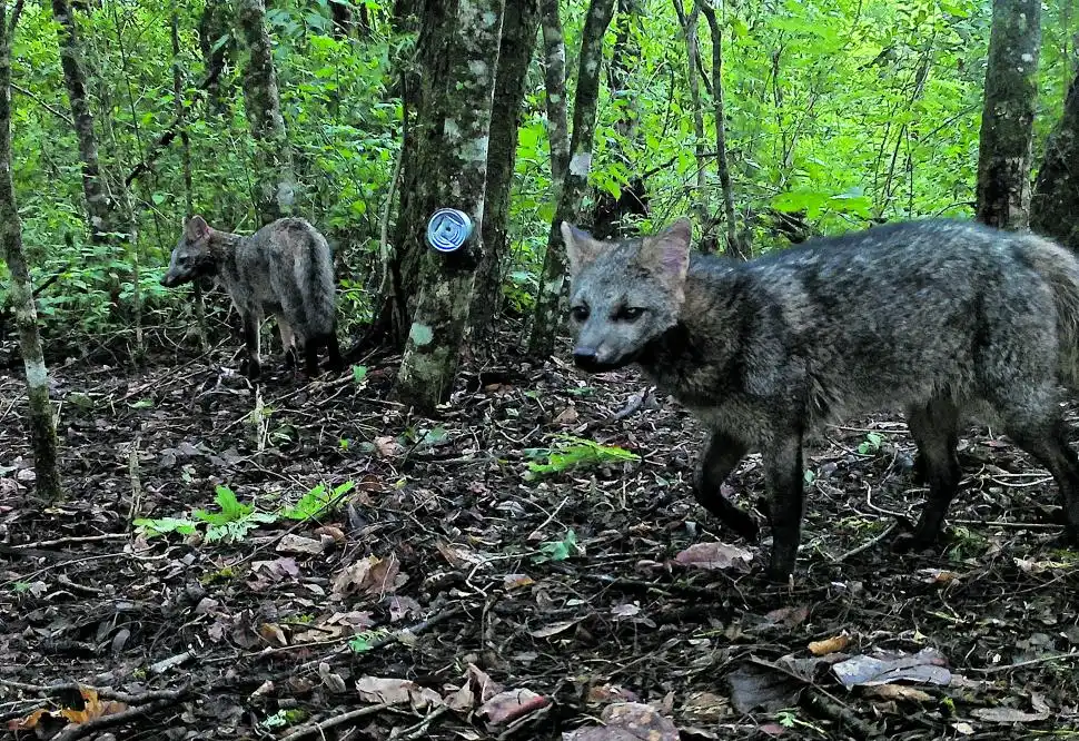 ZORROS DE MONTE. Pareja captada el 6 de julio de 2024.