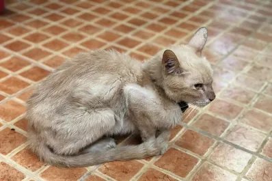 Cuidado de tu mascota: señales de que tu gato podría estar enfermo