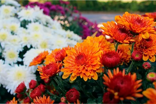 El truco japonés para que tus plantas siempre estén florecidas