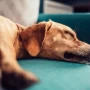 Dónde deben dormir los perros con las bajas temperaturas: lo que recomiendan los veterinarios