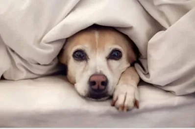 Cómo afecta el frío a los perros: cuáles son los síntomas y cómo proteger a tu mascota