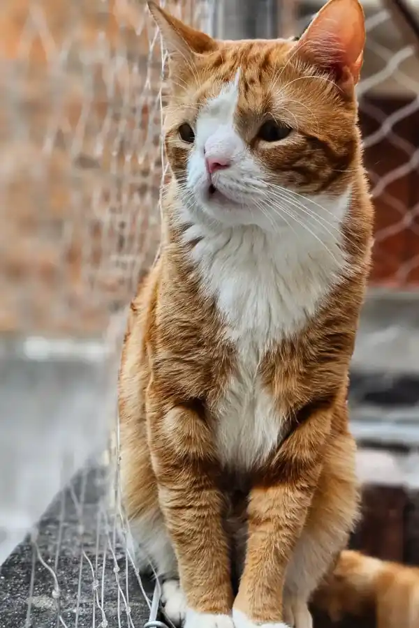 La historia del gatito tucumano con hidrocefalia que conquistó a millones de personas en las redes: Nos dijeron que no iba a sobrevivir