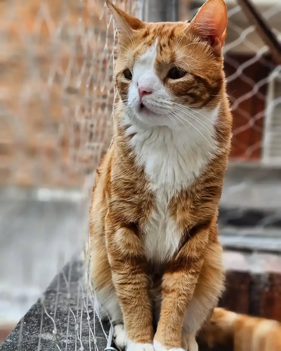 La historia del gatito tucumano con hidrocefalia que conquistó a millones de personas en las redes: Nos dijeron que no iba a sobrevivir