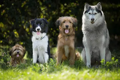 Perros vs frío: ¿cuál es la temperatura mínima que aguantan según su tamaño?