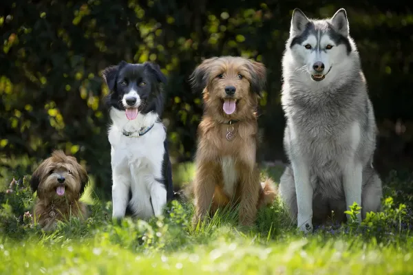 Perros vs frío: ¿cuál es la temperatura mínima que aguantan según su tamaño?
