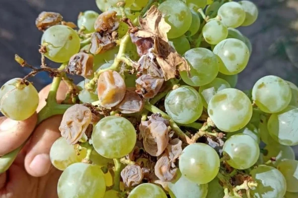 Se actualizó el marco regulatorio del Programa Nacional de Lobesia botrana