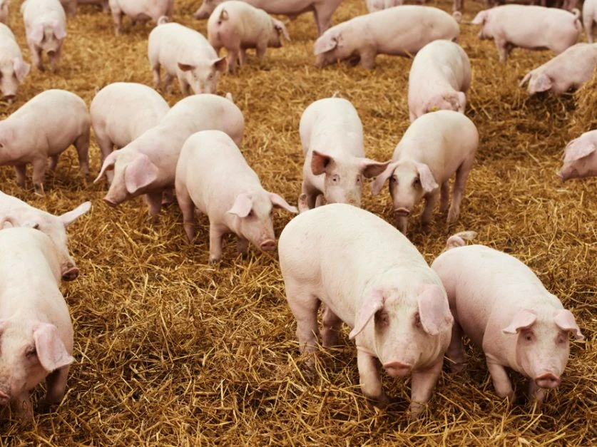 EN EL PAÍS. La producción porcina se desarrolla en diferentes escalas.