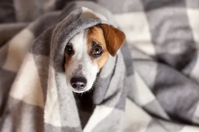 ¿Cuáles son los perros que necesitan usar abrigo, según una veterinaria?