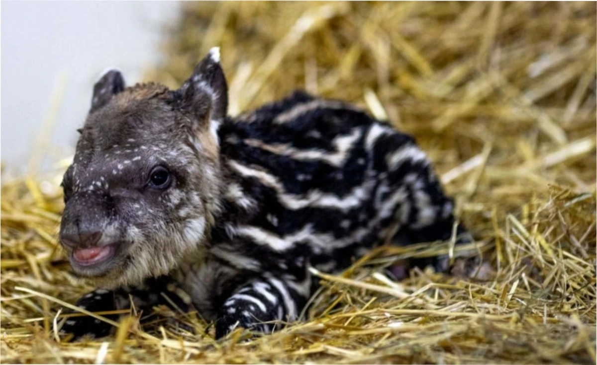 En Brasil reapareció el tapir sudamericano tras un siglo sin registros en la zona.