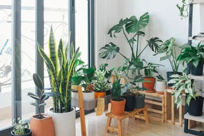 Cinco beneficios emocionales de convivir con plantas en la casa
