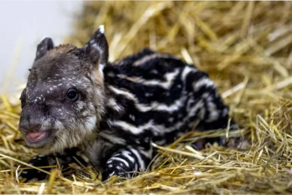 Un mamífero gigante volvió a aparecer luego de 100 años sin registros en una zona de Brasil