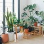 Cinco beneficios emocionales de convivir con plantas en la casa