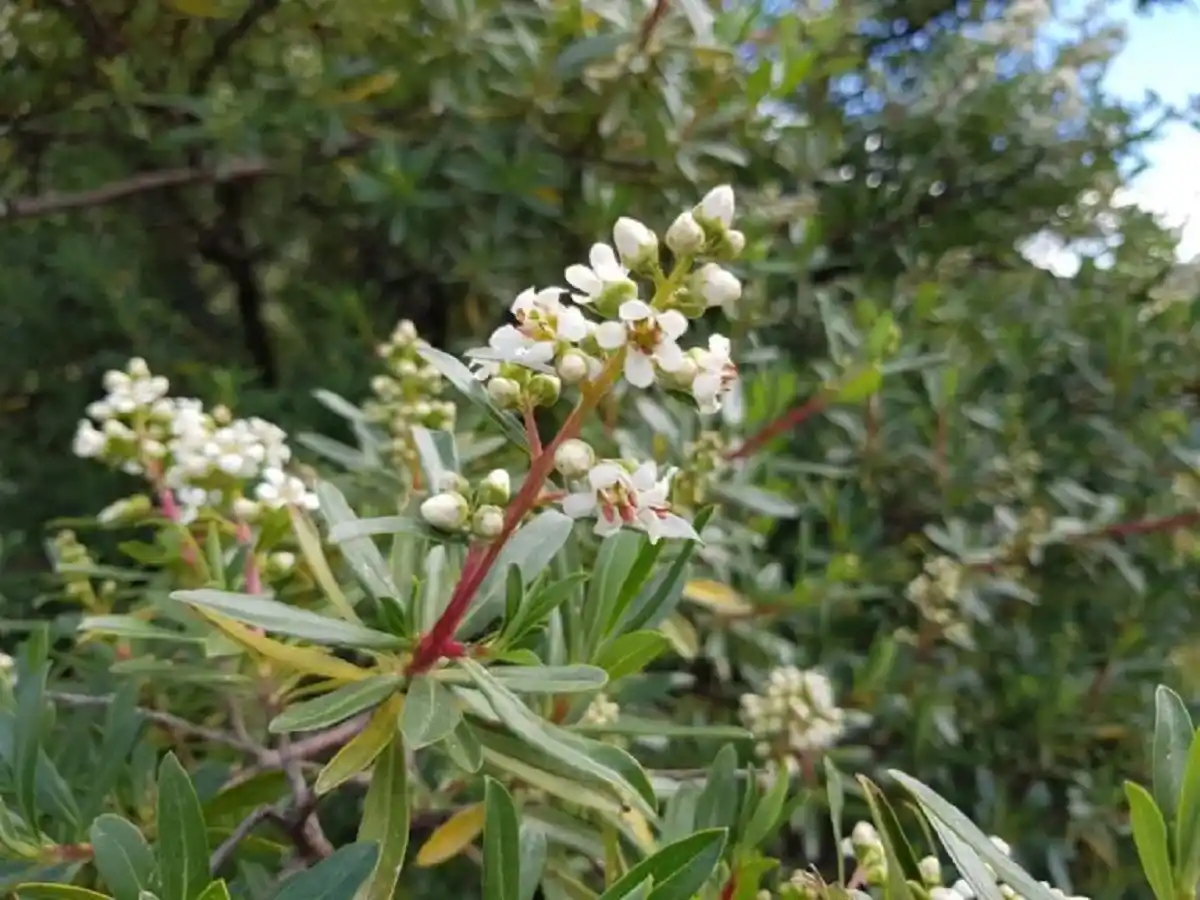  Así es el arbusto todoterreno que revolucionará tu jardín sin exigirte demasiado
