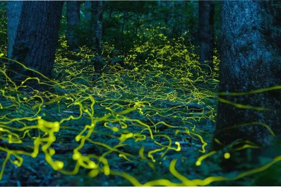 Enigmáticos fantasmas azules invadieron los bosques de una ciudad