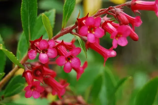 Así es el arbusto todoterreno que revolucionará tu jardín sin exigirte demasiado