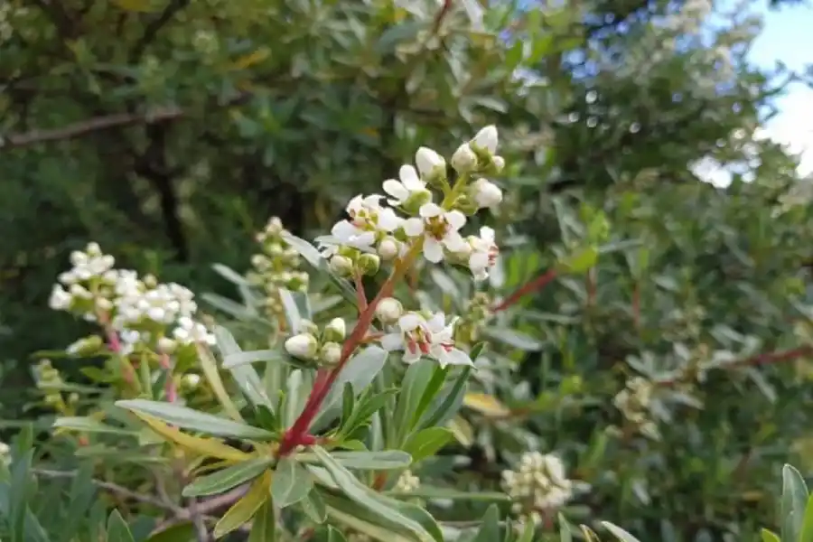  Así es el arbusto todoterreno que revolucionará tu jardín sin exigirte demasiado