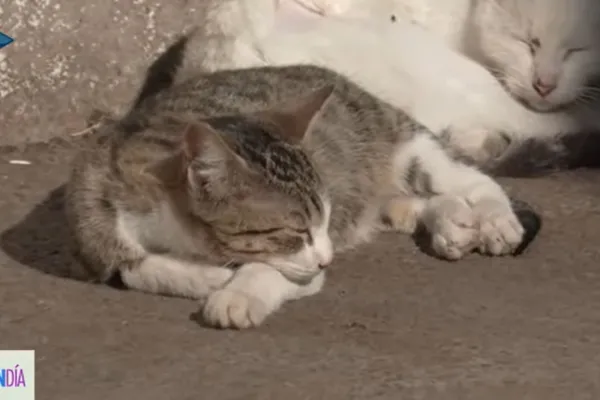 Donde hay gatos, hay historias: el hospital tucumano que aprendió a convivir con ellos