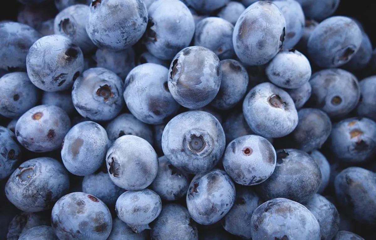 Aunque resulta poco rentable, el arándano se mantiene firme